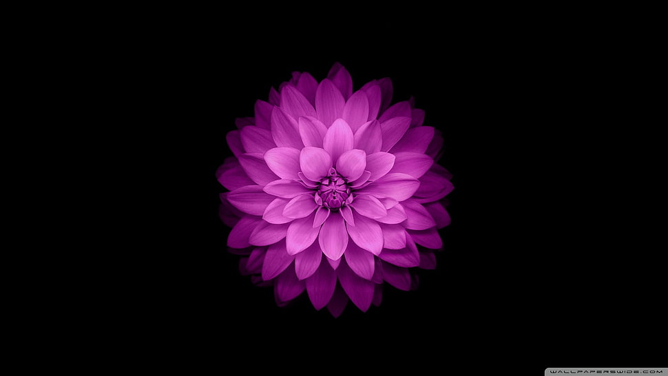 iPhone wallpaper HD wallpaper