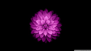 iPhone wallpaper