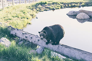 Grizzly Bear on tree log near body of water during daytime HD wallpaper