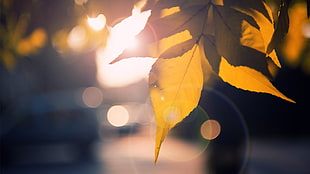 depth of field photography of brown leaf during golden hour