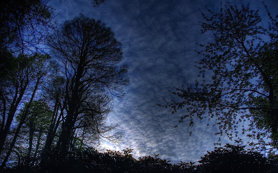 forest cloudy during twilight HD wallpaper