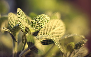 close up green and beige plant HD wallpaper