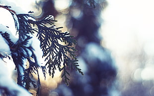 photo of pine tree with snow
