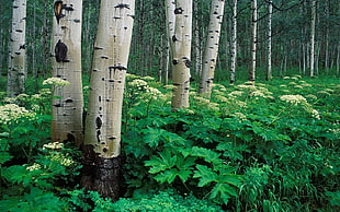 landscape photo of trees surrounded with green plants