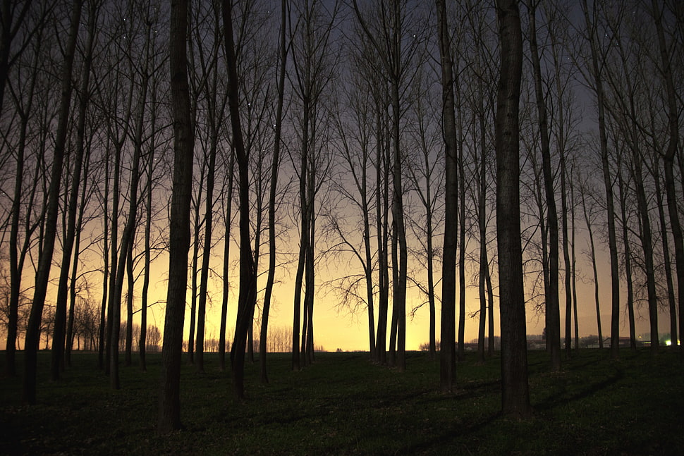 brown bare trees, landscape, sunset, forest, trees HD wallpaper