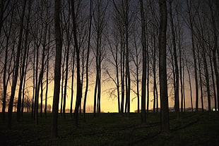 brown bare trees, landscape, sunset, forest, trees