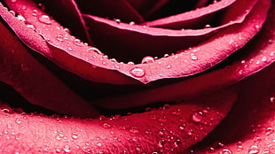 closeup photo of red rose with water dew