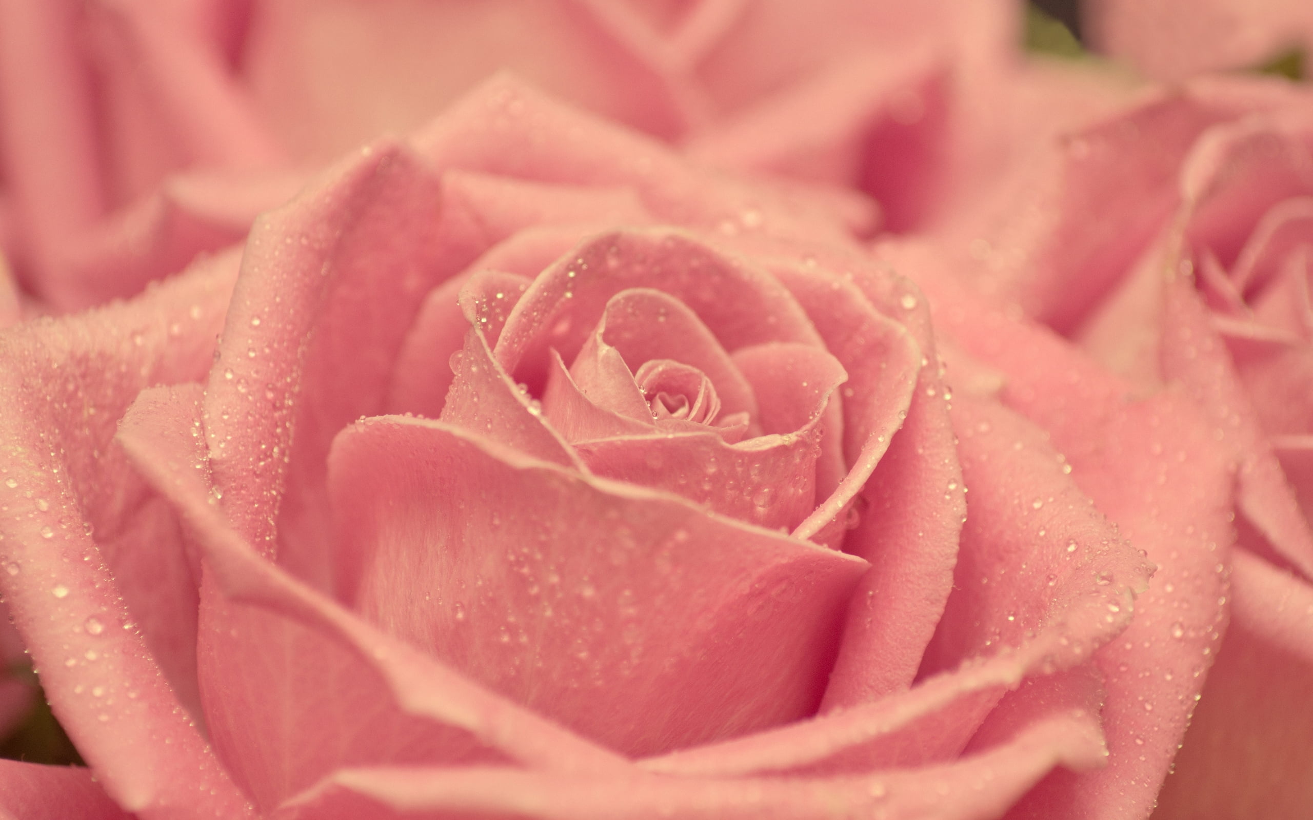 pink rose flower