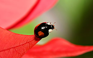 close up photography of ladybug on red leaf