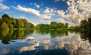 white swan, water, birds, blue, sky