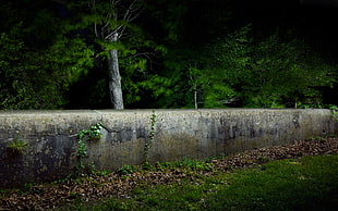 gray concrete wall near on trees