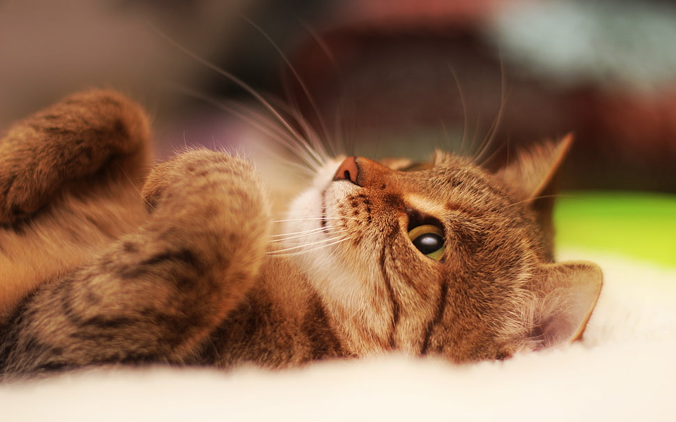 brown tabby kitten, cat, animals HD wallpaper
