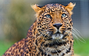 photo brown, black, and white animal HD wallpaper