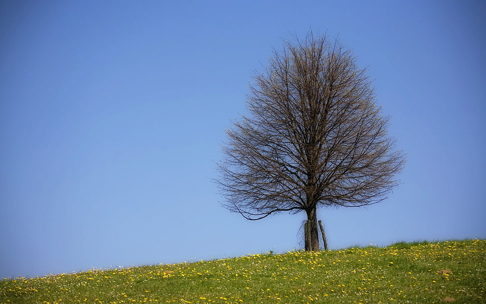 brown naked tree during daytime HD wallpaper