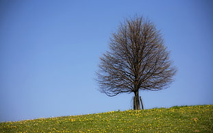 brown naked tree during daytime