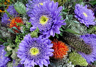 purple caster flowers