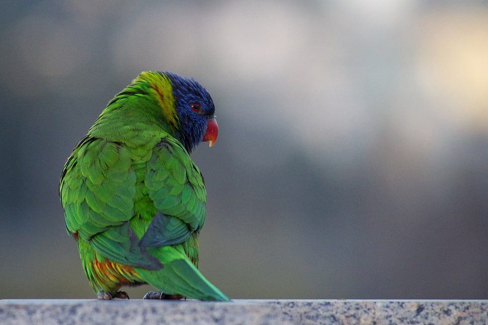 Lorikeet bird, rainbow lorikeet, trichoglossus haematodus HD wallpaper