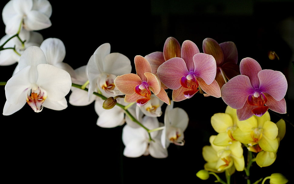 assorted color of moth orchids HD wallpaper