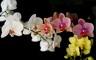 assorted color of moth orchids