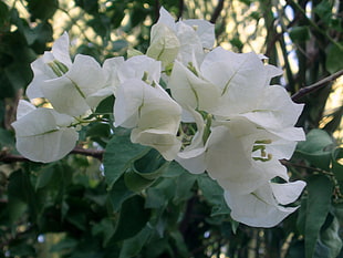 white bougainvillea\ flower in bloom during daytime HD wallpaper