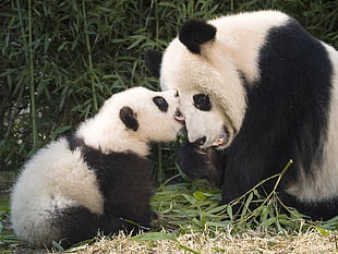 white and black Siberian Husky puppy, animals, panda, baby animals HD wallpaper