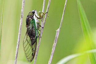 Dog Day Cicada perched on brown branch