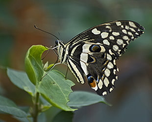 black and white butterfly perching on green leaf plant