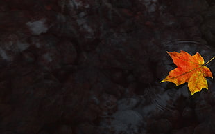 orange maple leaf on body of water