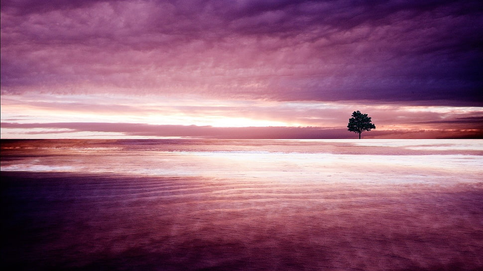 green leafed tree, landscape HD wallpaper