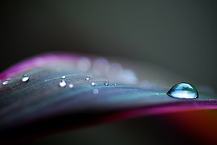 closeup photography of drop of water