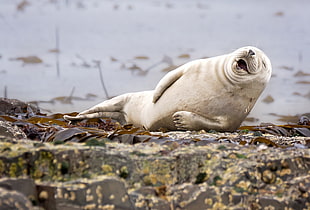white sea lion, nature, animals, humor, winner HD wallpaper