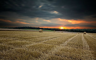 wheat field, field HD wallpaper
