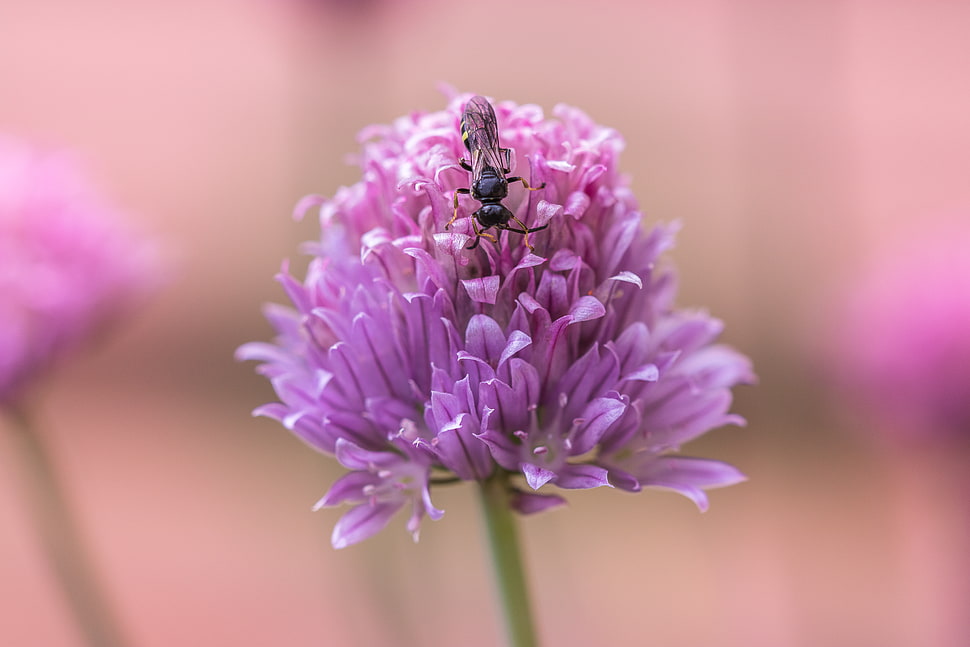 Explorer, untitled, ciboulette, chive HD wallpaper