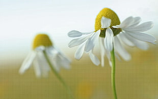 two white flowers, macro, flowers, white flowers, plants