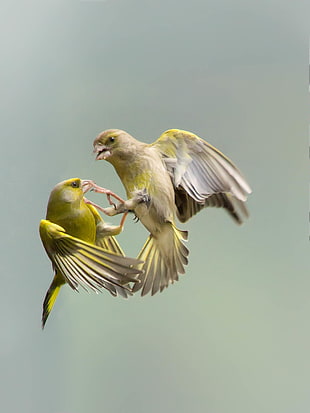 two gray-and-yellow bird flying and fighting