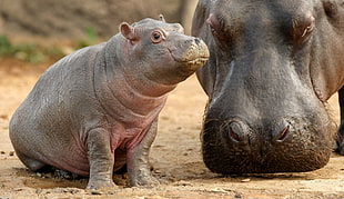 Hippopotamus with baby photography HD wallpaper