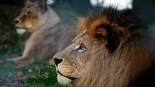 close-up photo of lions