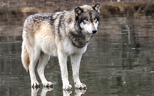 two gray-and-white kittens, wolf, animals