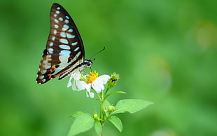 black and green butterfly perched on white petaled flower in closeup photo
