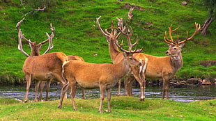 five deer oh green grass beside river, stags