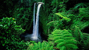 waterfalls with trees, landscape, nature, waterfall, ferns