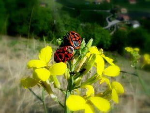 two Italian stripe bugs on yellow petaled flowers