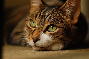 silver tabby cat