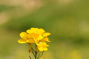 shallow focus photography of yellow flowers, erysimum cheiri HD wallpaper