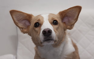 Dog,  Muzzle,  Ears,  Eyes HD wallpaper