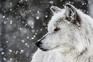 white wolf, wolf, animals, nature, snow