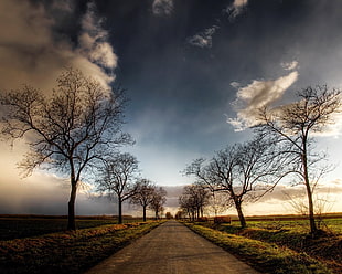 photography of black bare trees
