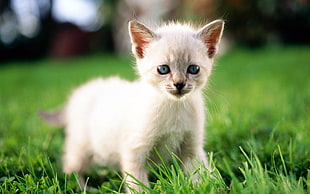macro photography of white kitten