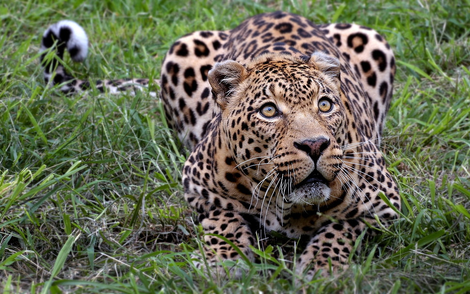 adult leopard, animals, leopard (animal) HD wallpaper