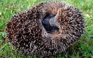closeup photo of black and brown hedgehog
